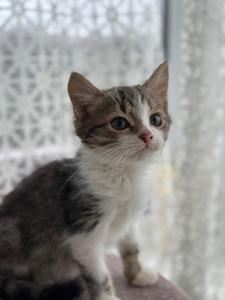 Хлопчик Шардмоне шукає дім!