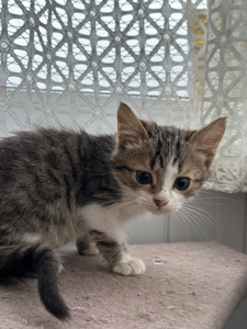 Хлопчик Шардмоне шукає дім!