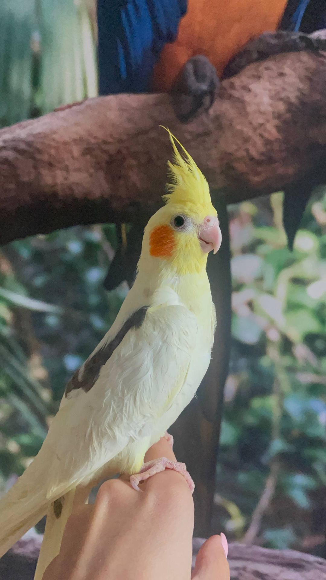 Ручні малюки корелла