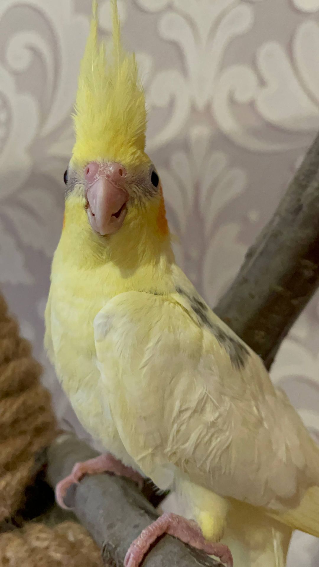 Ручні малюки корелла