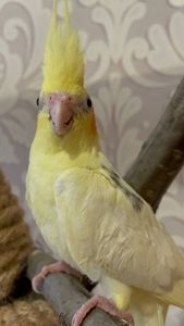 Ручні малюки корелла