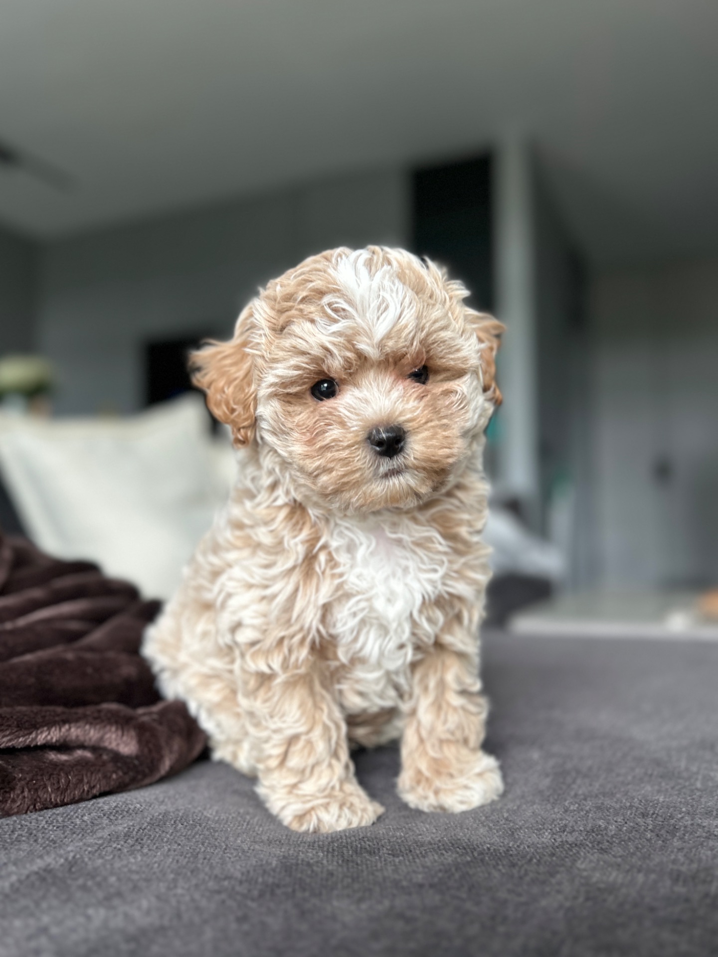 Милейший мальчик мальтипу ф1 мини беби фейс