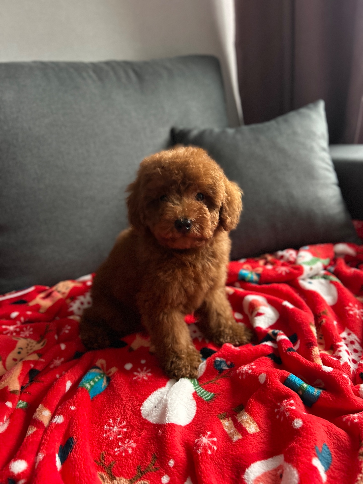 Красивый мальчик той пудель ред браун