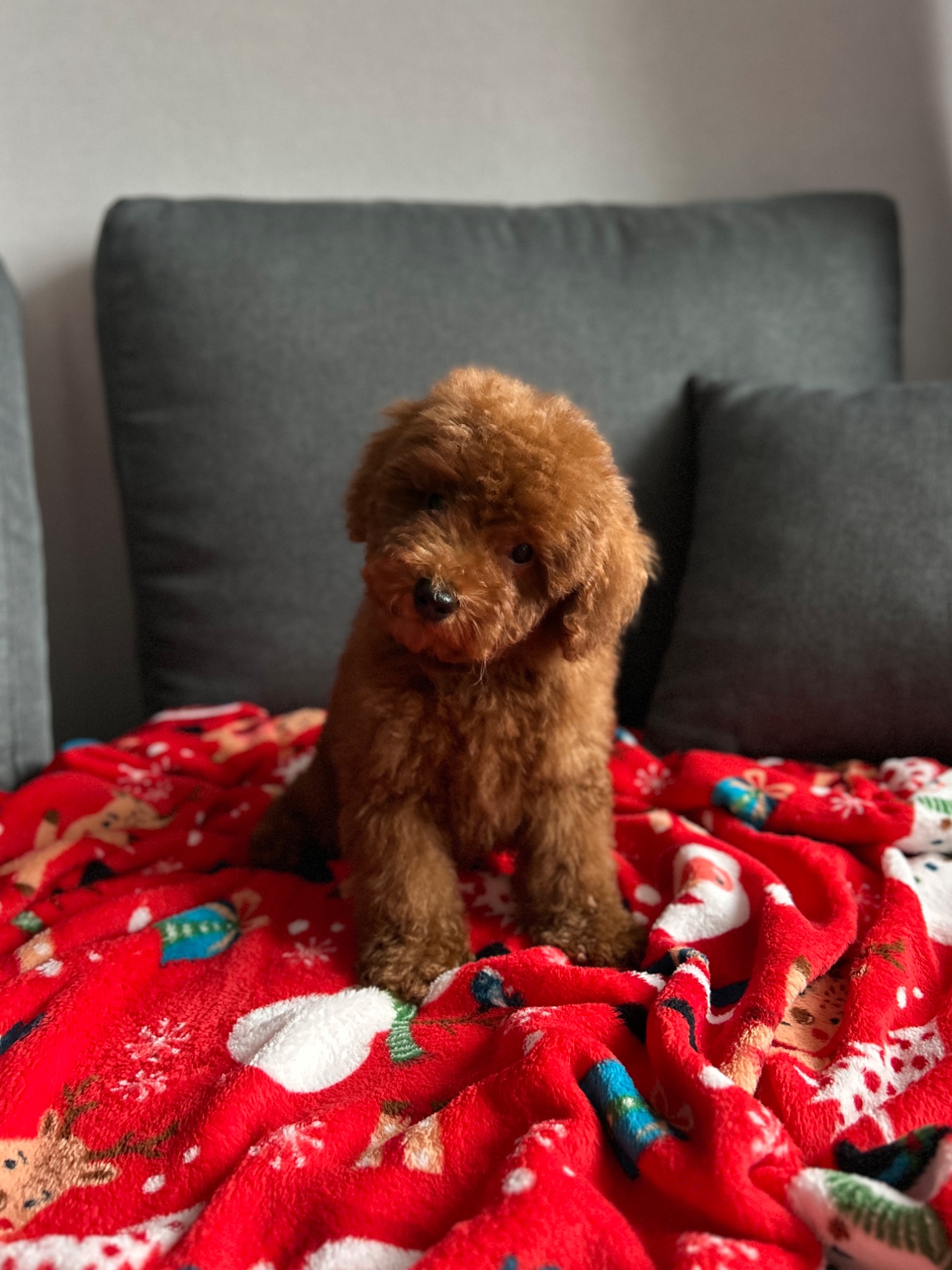 Красивый мальчик той пудель ред браун