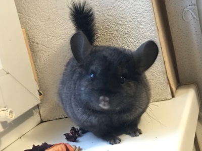 Хлопчик шиншила ебоні носій фіолету, рексу, ангори та сапфіру