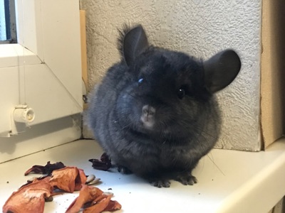 Хлопчик шиншила ебоні носій фіолету, рексу, ангори та сапфіру