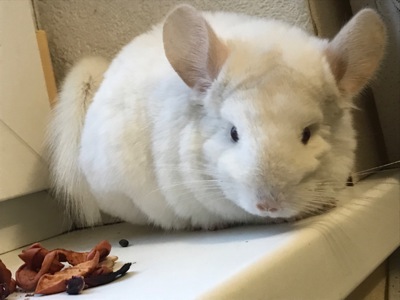 Дівчинка шиншила білороз гомобеж бархат носійка ангори