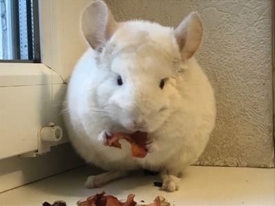 Дівчинка шиншила білороз гомобеж бархат носійка ангори