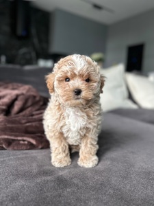 Милейший мальчик мальтипу ф1 мини беби фейс