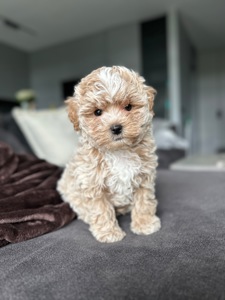 Милейший мальчик мальтипу ф1 мини беби фейс