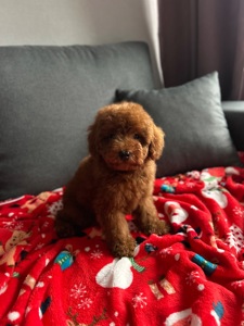 Красивый мальчик той пудель ред браун