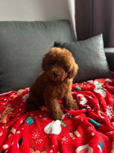 Красивый мальчик той пудель ред браун