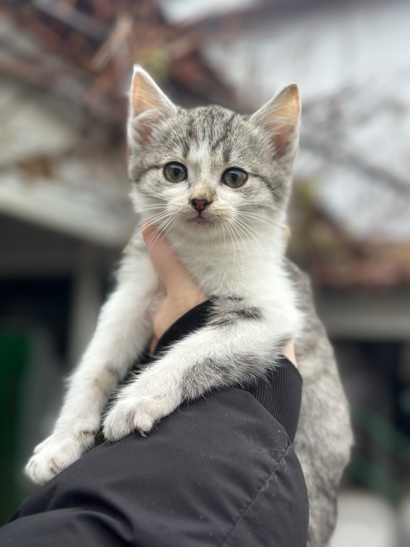 Хлопчик Кірш шукає родину