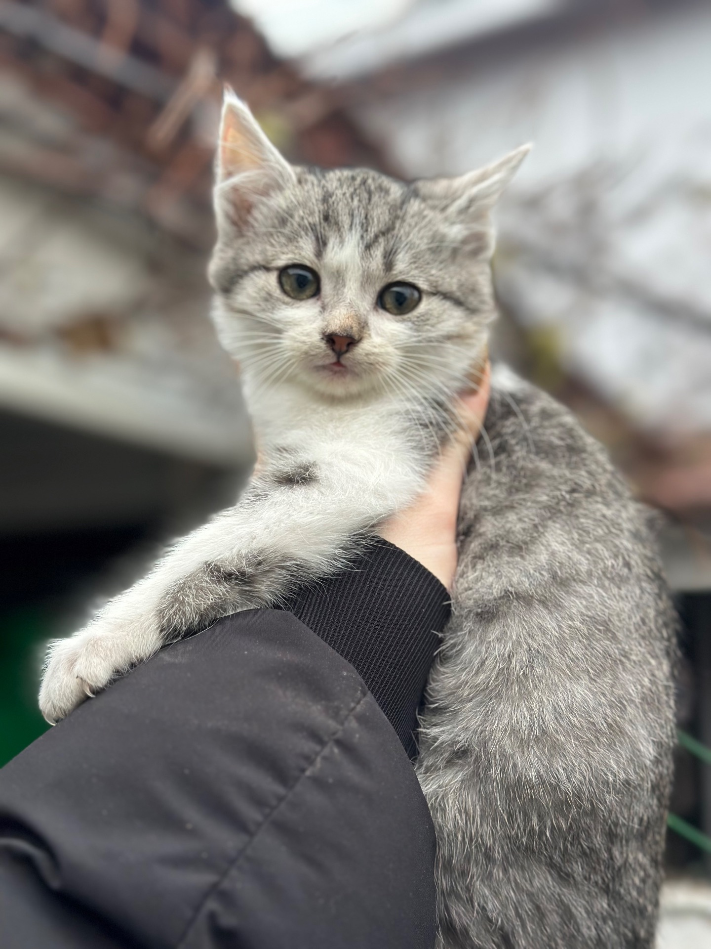 Хлопчик Кірш шукає родину