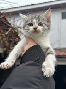 Хлопчик Кірш шукає родину