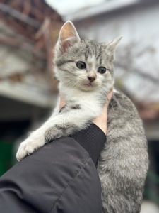 Хлопчик Кірш шукає родину