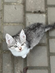 Хлопчик Кірш шукає родину