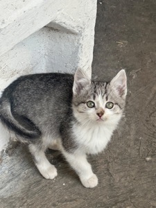 Хлопчик Кірш шукає родину