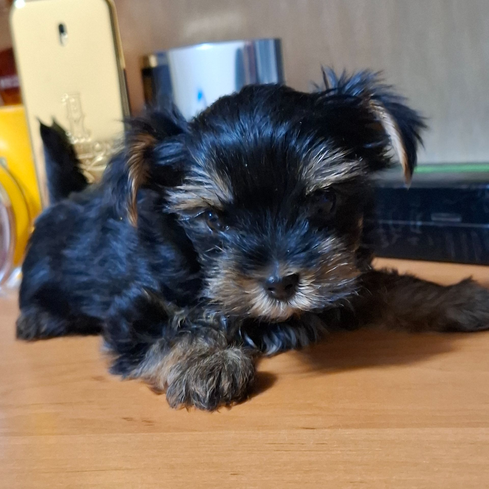 Цуценята йоркшерського терьєра