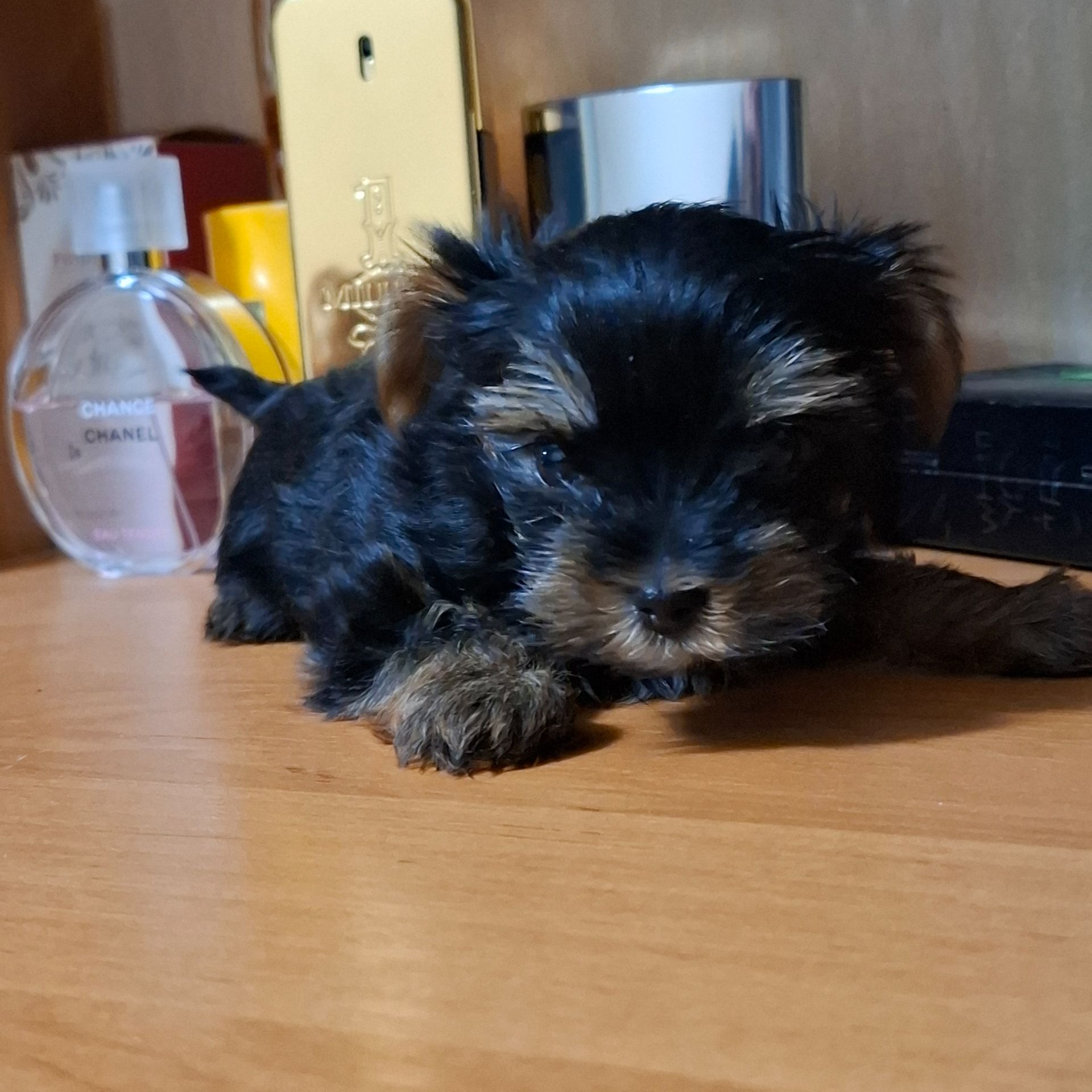 Цуценята йоркшерського терьєра