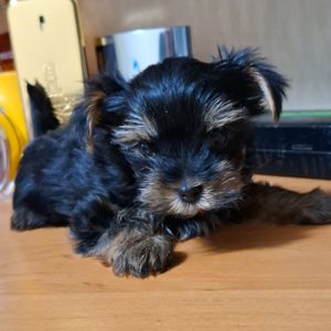 Цуценята йоркшерського терьєра