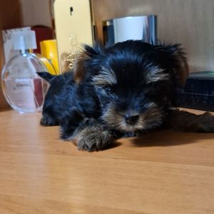 Цуценята йоркшерського терьєра