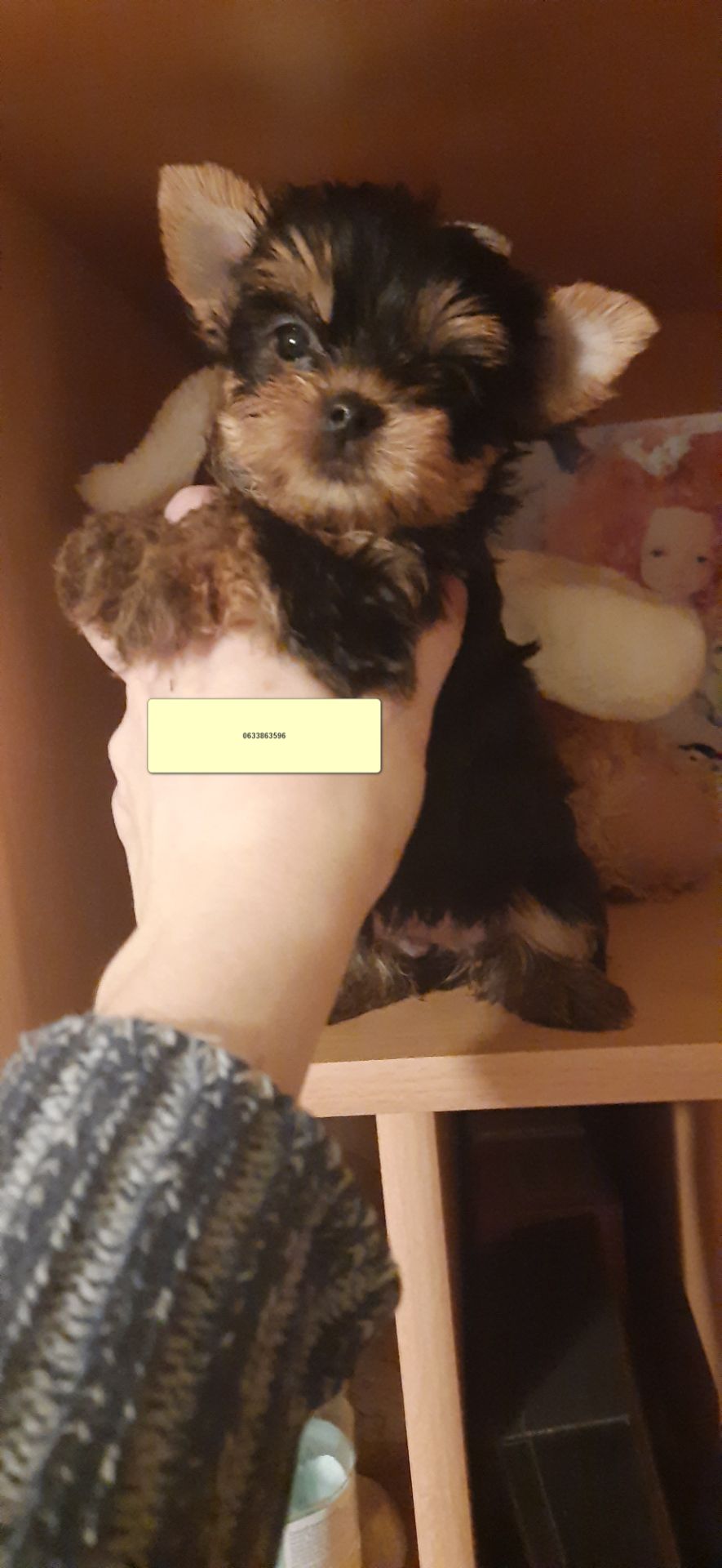 Чарівні Йорки Дівчата в Києві чекають на Вас