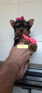 Чарівні Йорки Дівчата в Києві чекають на Вас