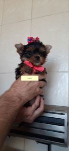 Чарівні Йорки Дівчата в Києві чекають на Вас