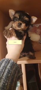 Чарівні Йорки Дівчата в Києві чекають на Вас