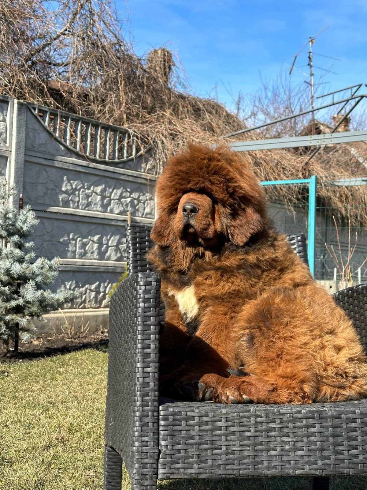 Щенки Тибетского Мастифа