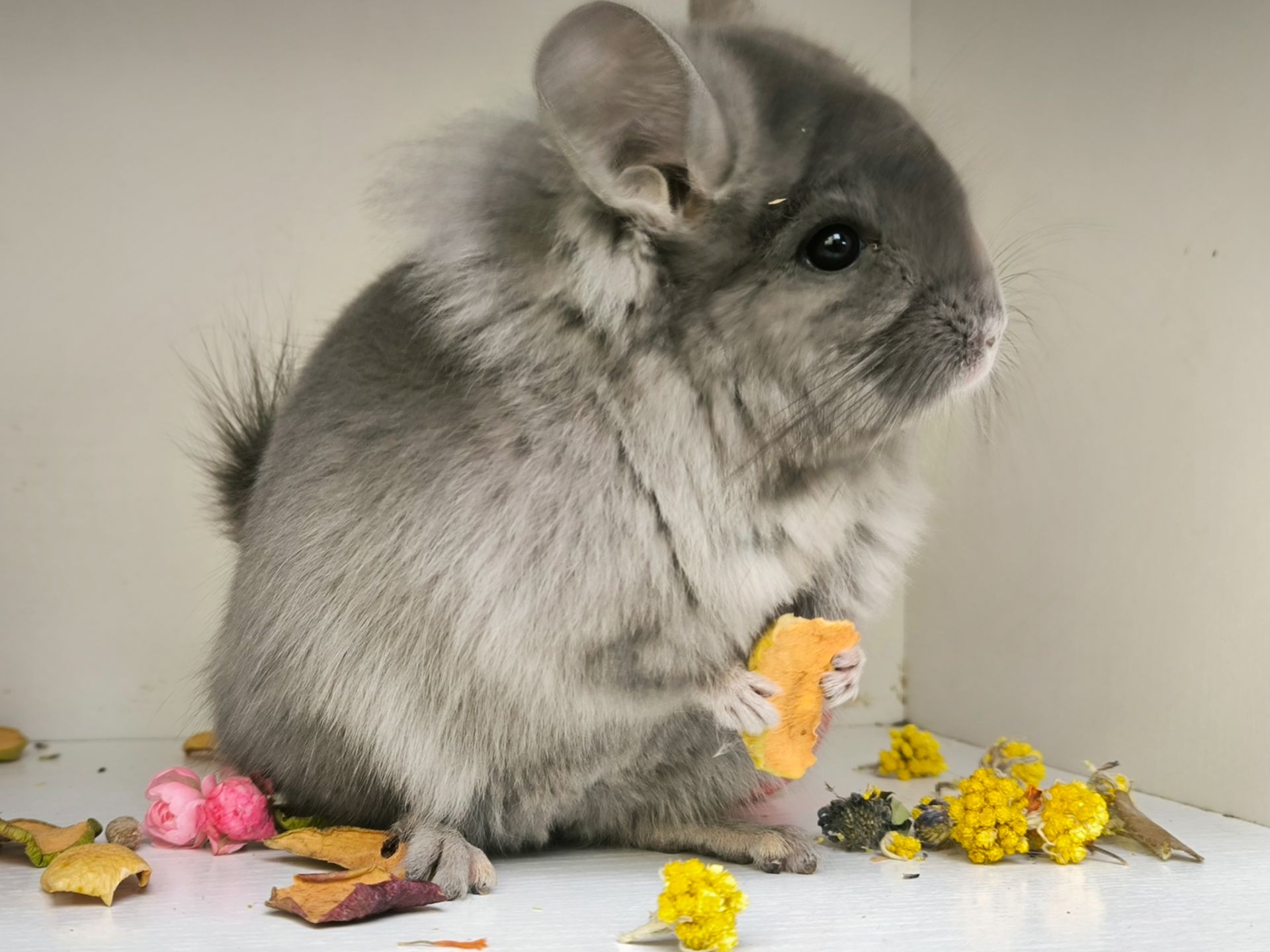 Продам Ангорських шиншил