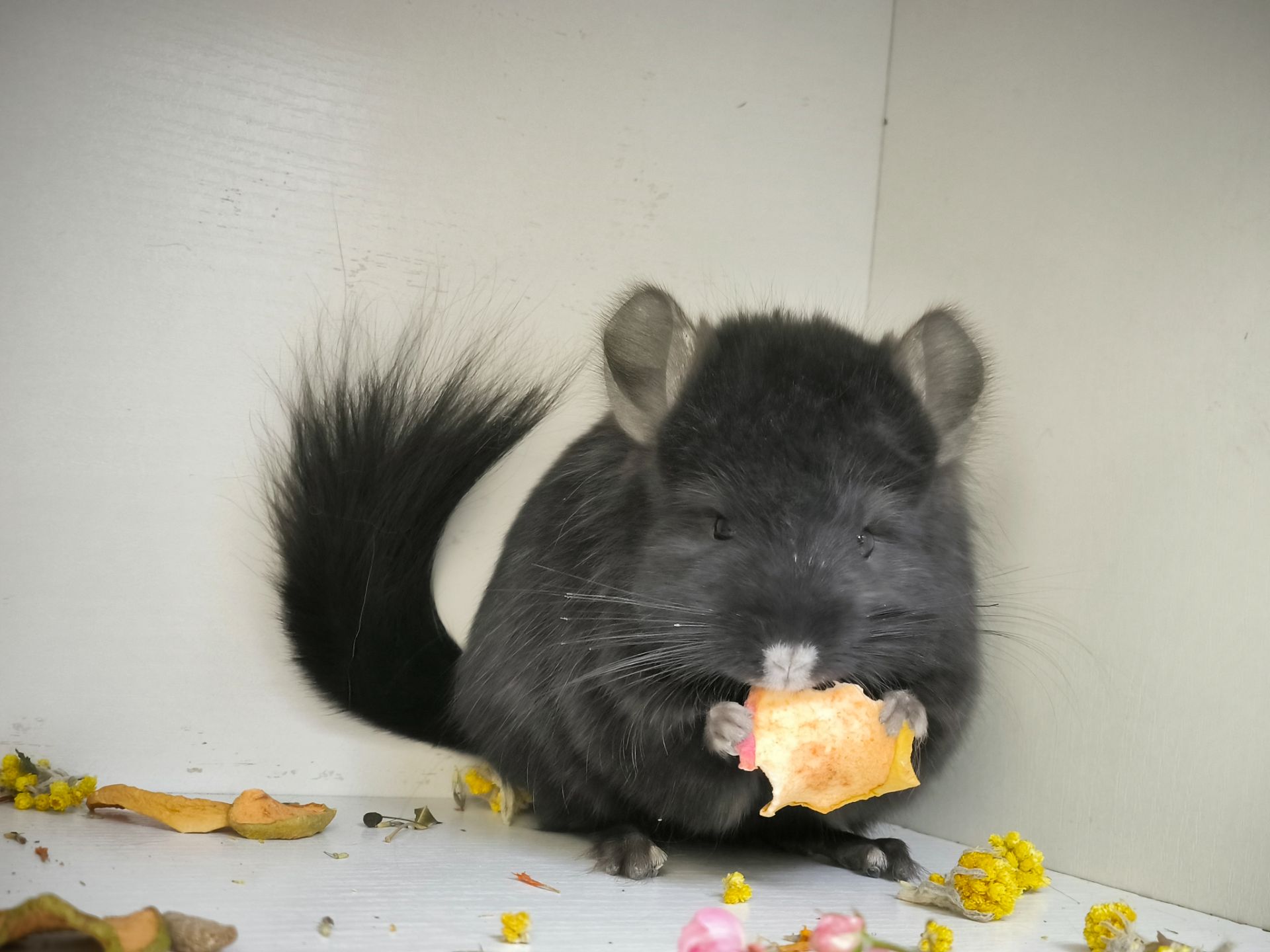 Продам Ангорських шиншил