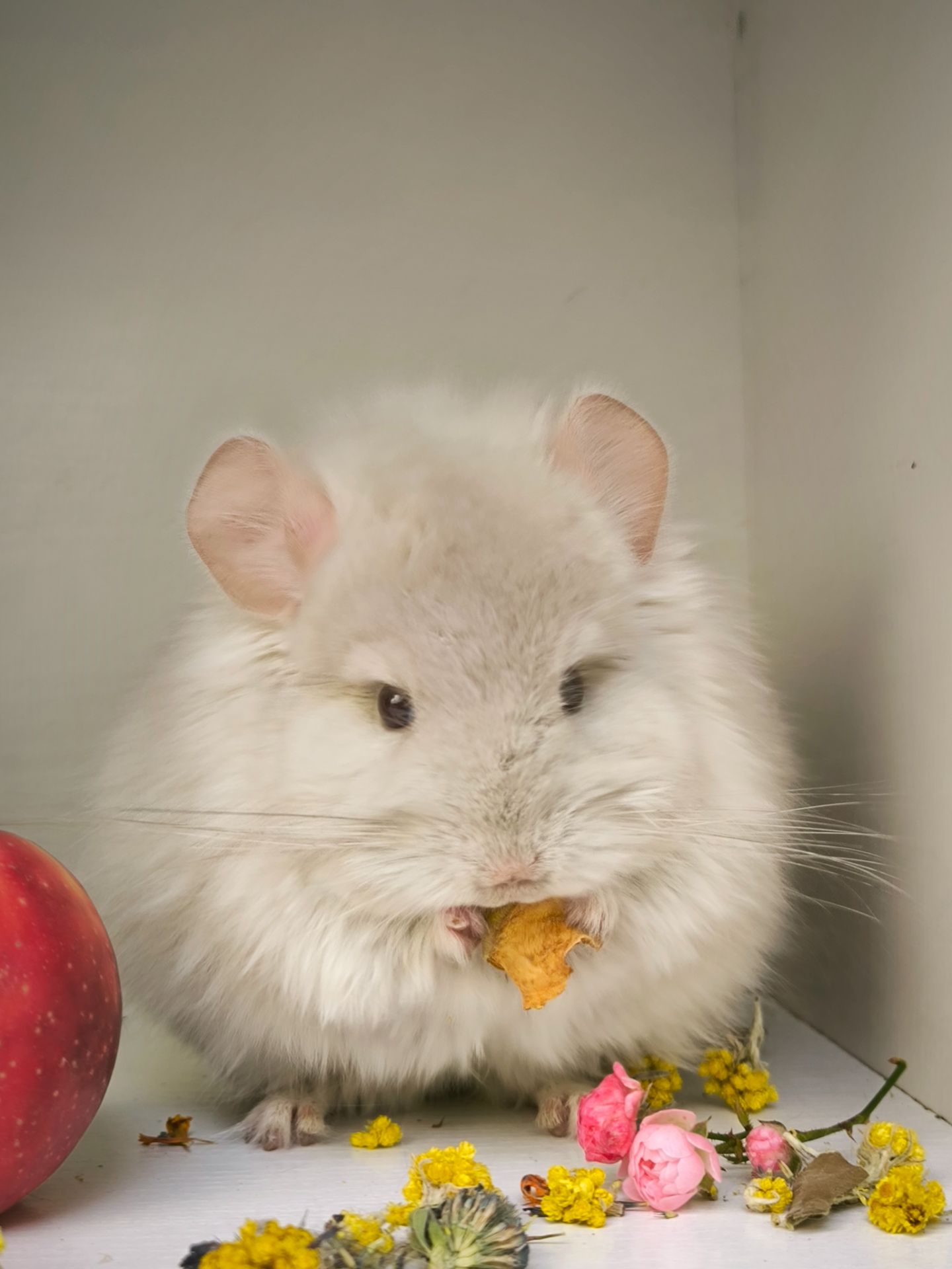 Продам Ангорських шиншил