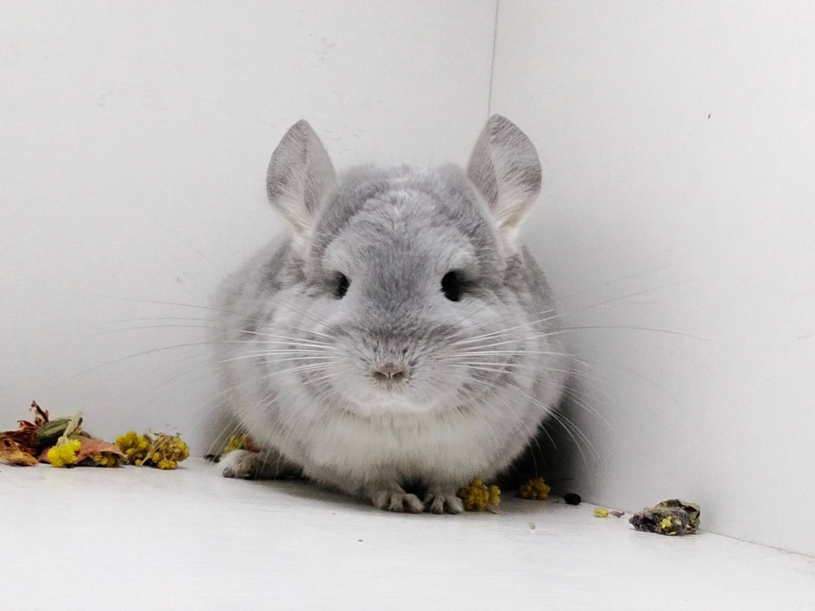 Продам Ангорських шиншил