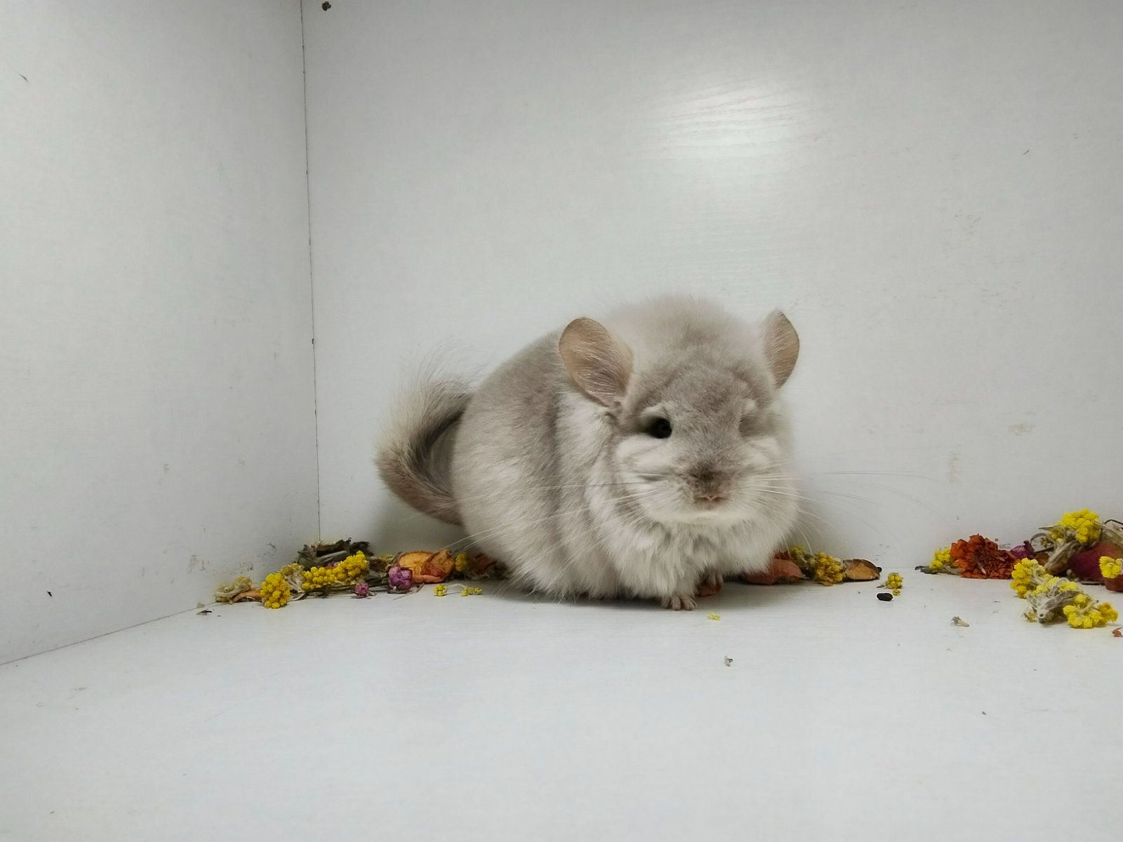 Продам Ангорських шиншил