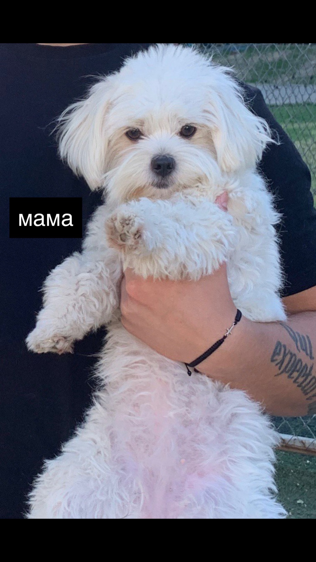 Щенки мальтийская болонка