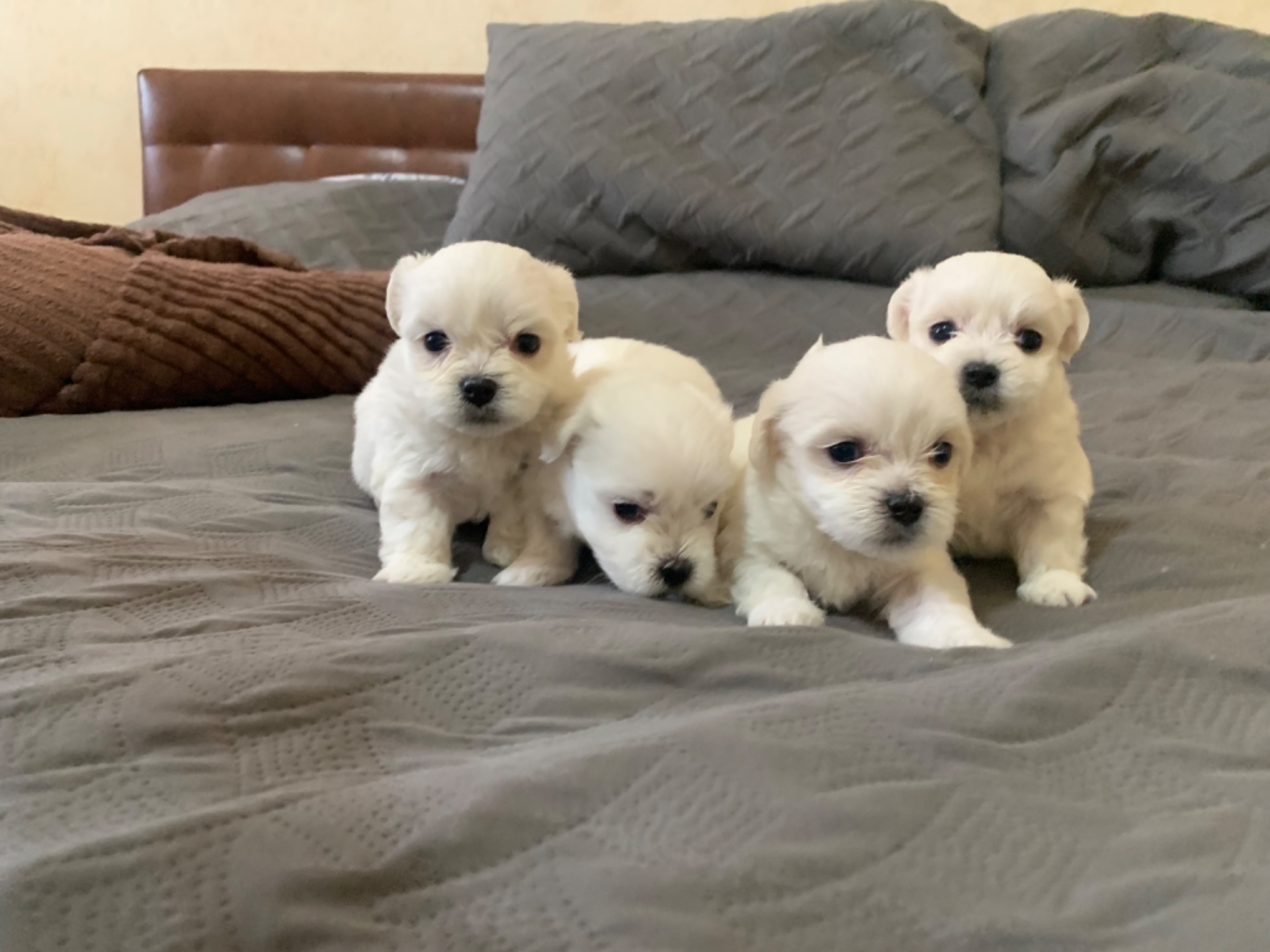 Щенки мальтийская болонка