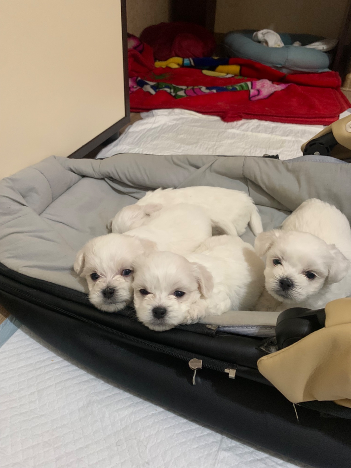 Щенки мальтийская болонка