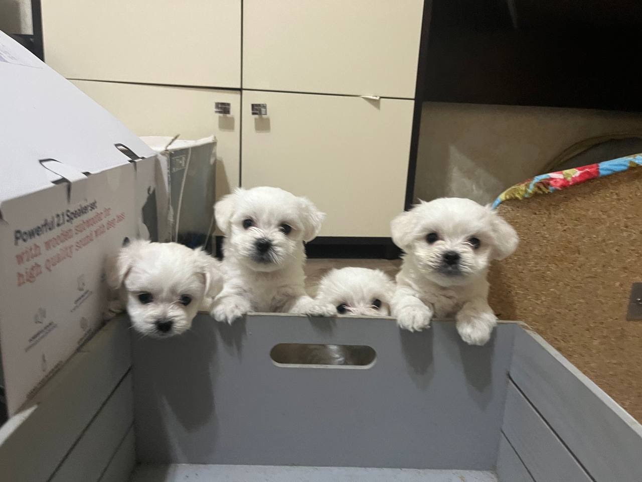 Щенки мальтийская болонка