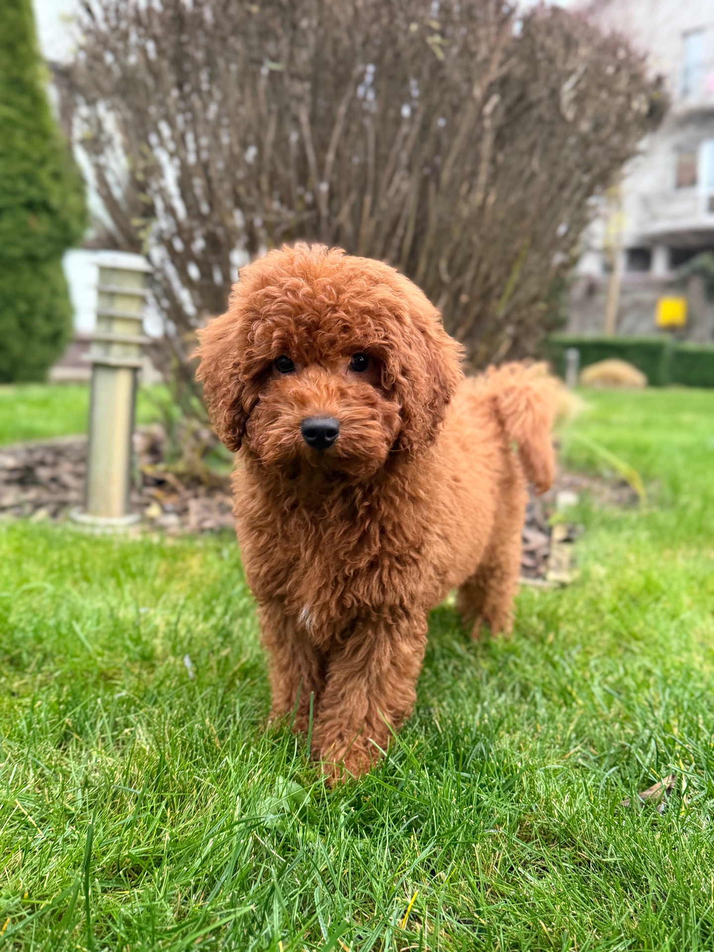 Мальчик пудель