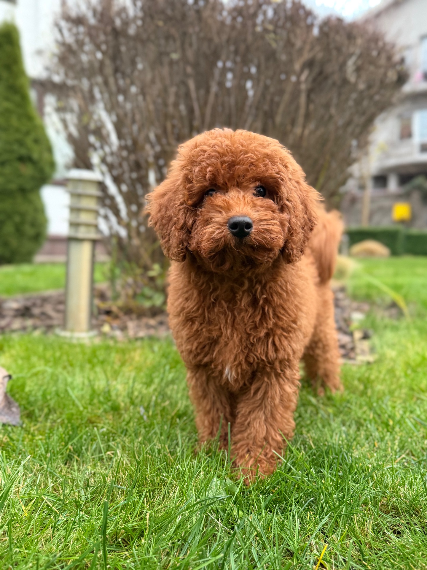 Хлопчик пуделя