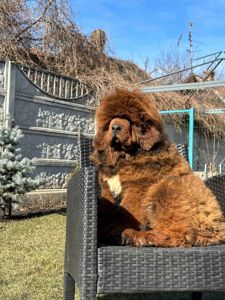 Щенки Тибетского Мастифа