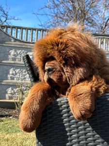 Щенки Тибетского Мастифа