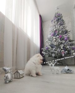 Цуценята померанського шпіца toy