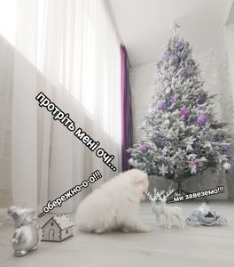 Цуценята померанського шпіца toy