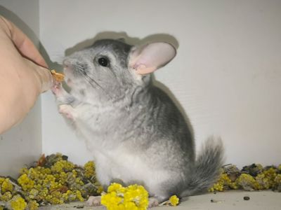 Продам Ангорських шиншил