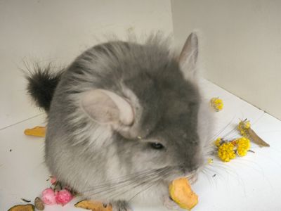 Продам Ангорських шиншил