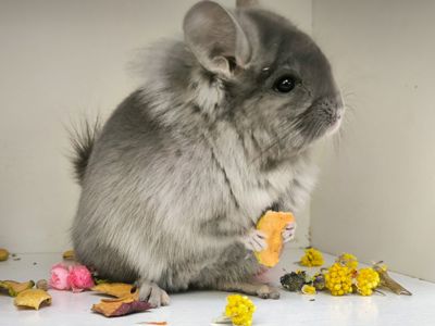 Продам Ангорських шиншил