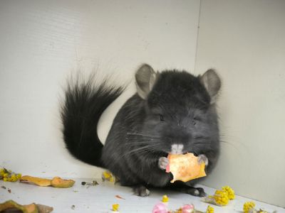 Продам Ангорських шиншил